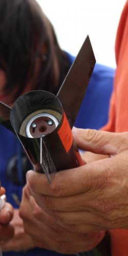 img_2167 ros ponorena do trupu